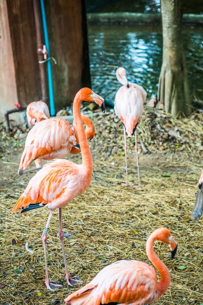 Amerikansk Flamingo Thai Thailand — Stockfoto