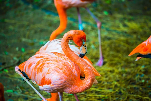Amerikanischer Flamingo Thai Thailand — Stockfoto