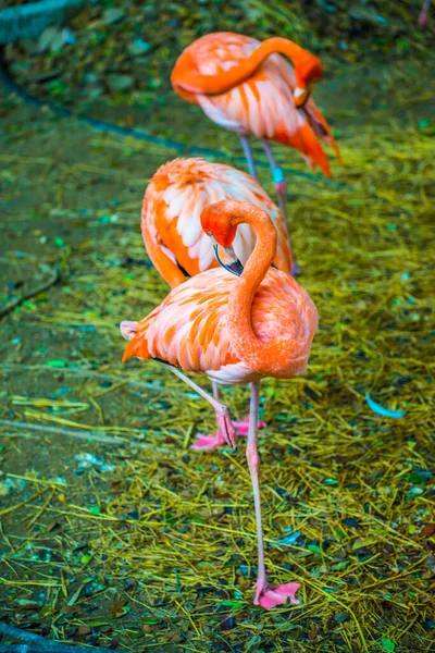 American Flamingo Thai Thailand — Stock Photo, Image