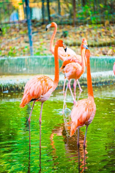 Amerikanischer Flamingo Thai Thailand — Stockfoto