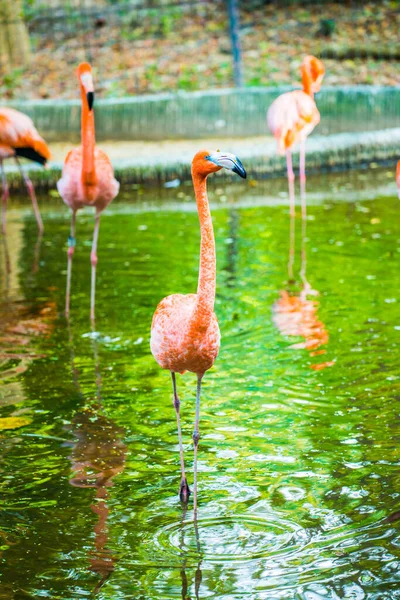 Американский Фламинго Таиланде — стоковое фото