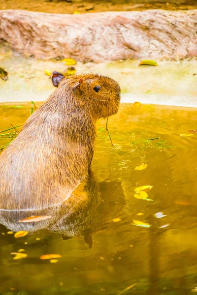 Capybara Thailändska Thailand — Stockfoto