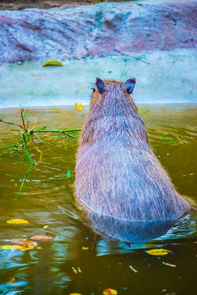 Capybara Thaïlande Thaïlande — Photo