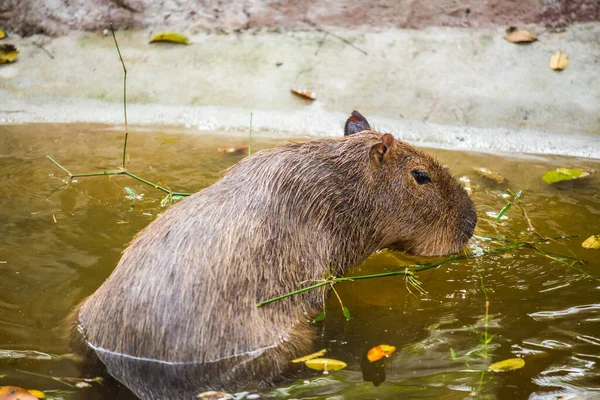 Capybara Tailandés Tailandia —  Fotos de Stock