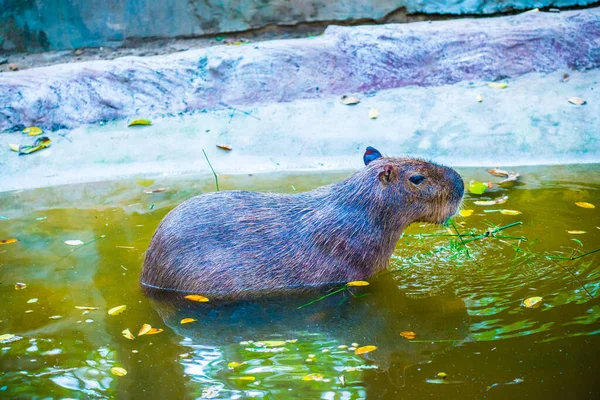 Capybara Thai Thailand — стокове фото