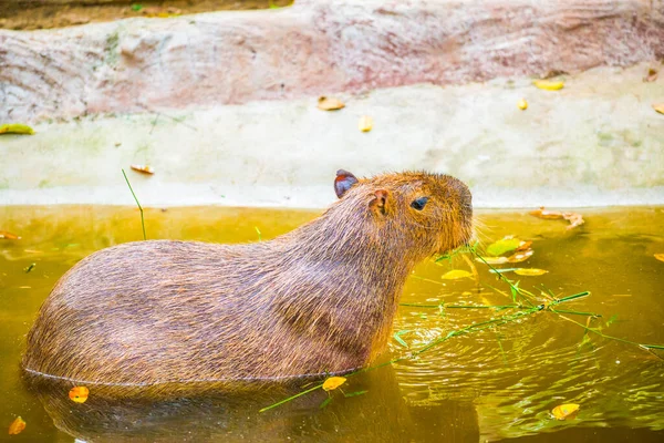 Capybara Στην Ταϊλάνδη Ταϊλάνδη — Φωτογραφία Αρχείου