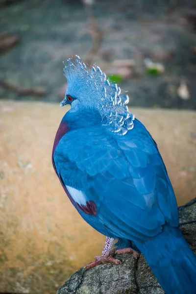Victoria Crowned Pigeon Πουλί Στην Ταϊλάνδη Ταϊλάνδη — Φωτογραφία Αρχείου