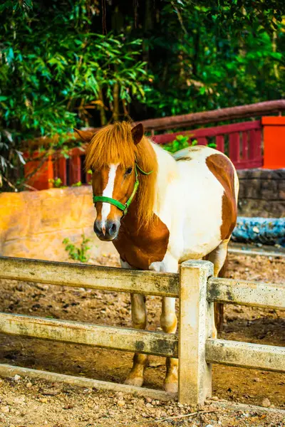 Кінь Чужої Крові Таїланді — стокове фото