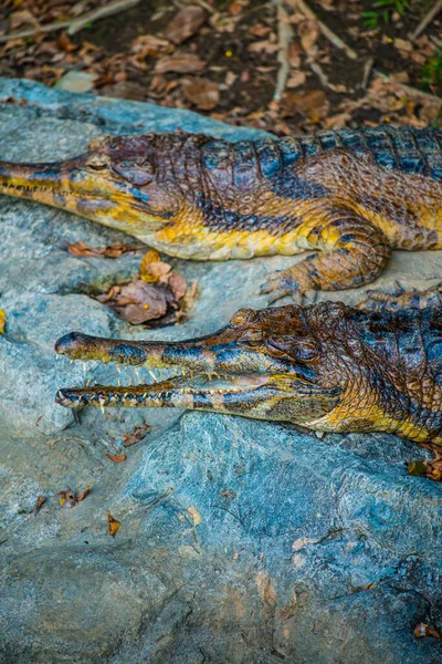 泰国岩石上的假食尸鬼 — 图库照片