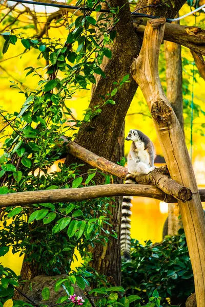 Lemur Śledzony Pierścień Tajlandii Tajlandia — Zdjęcie stockowe