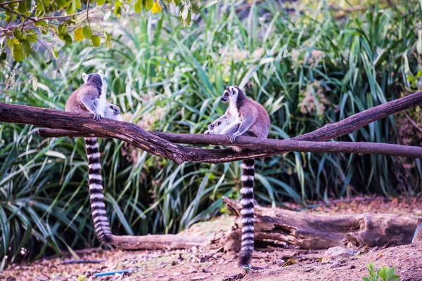 Ringsvansad Lemur Thailändska Thailand — Stockfoto