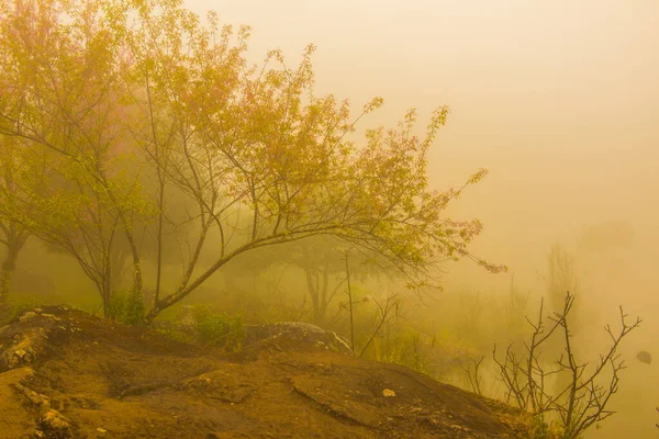 Himalaya Kirsche Mit Nebel Thai Thailand — Stockfoto