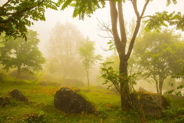Ogród Mgłą Górze Tajlandia — Zdjęcie stockowe
