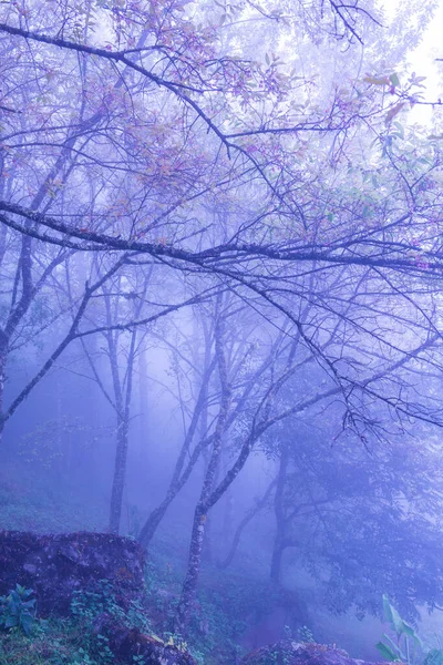 Wilde Himalaya Kers Met Mist Thai Thailand — Stockfoto