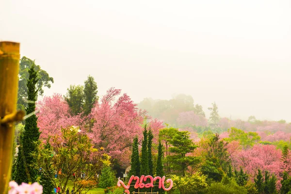 Flor Cereja Selvagem Himalaia Com Nevoeiro Projeto Real Khun Wang — Fotografia de Stock