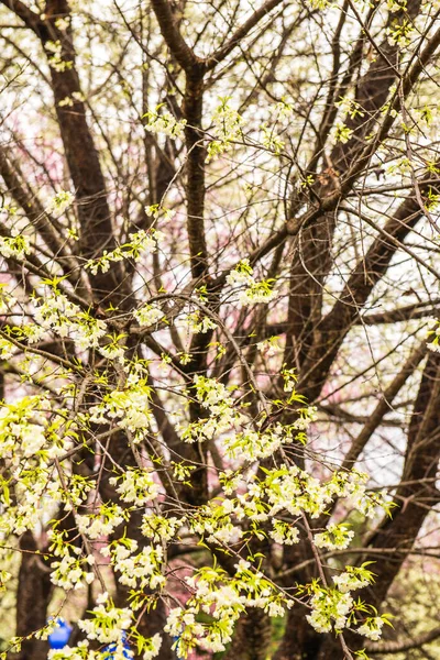 泰国王坤皇家工程的野生喜马拉雅山樱花与白天 — 图库照片