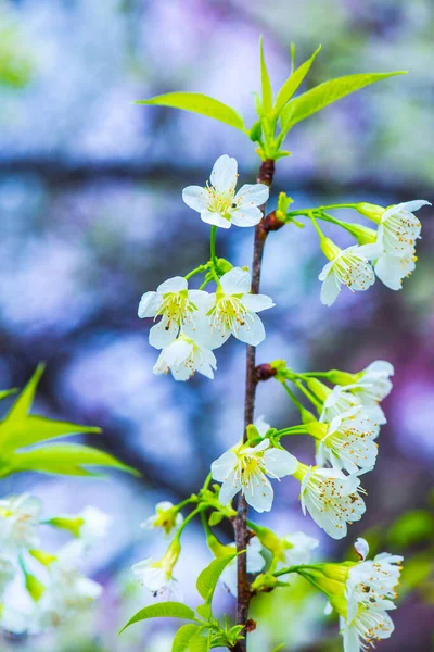 Fleurs Cerisier Himalaya Sauvage Avec Fond Naturel Projet Royal Khun — Photo