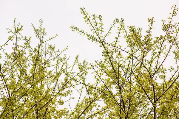 stock image Wild Himalayan Cherry flowers at Khun Wang royal project, Thailand.