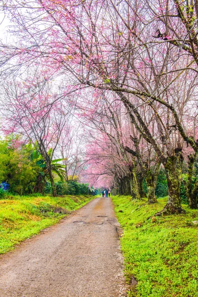 Wild Himalayan Cherry Flowers Small Road Khun Wang Royal Project — Stock Photo, Image