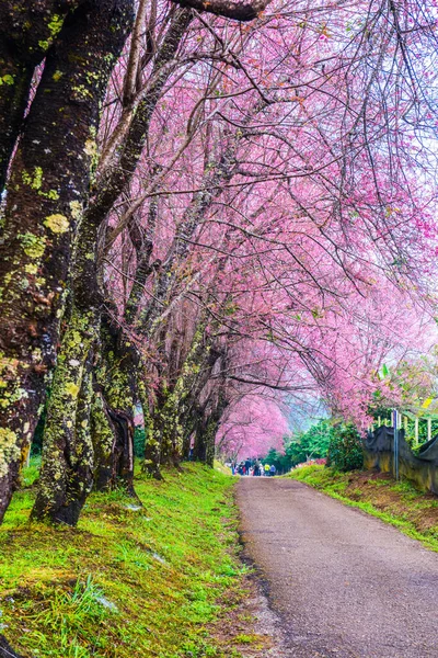 Fleurs Sauvages Cerisier Himalaya Avec Petite Route Projet Royal Khun — Photo