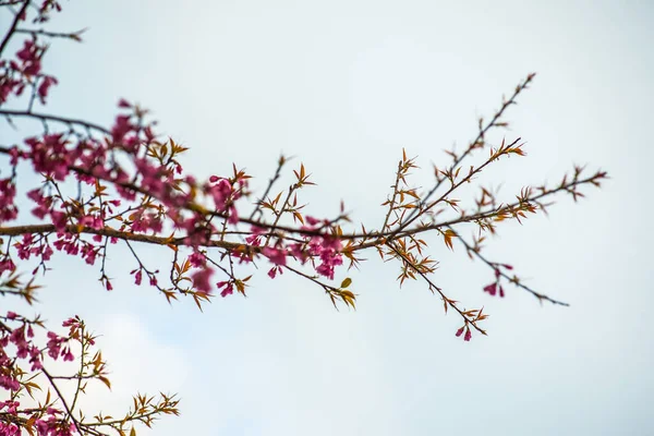 stock image Wild Himalayan Cherry flowers at Khun Wang royal project, Thailand.