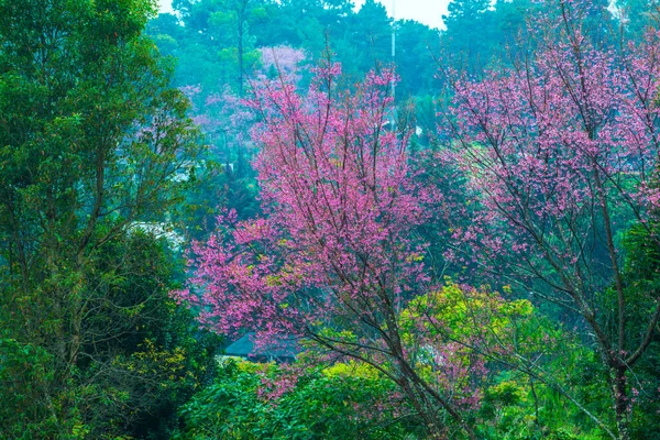 Wild Himalayan Cherry Khun Wang Royal Project Thailand — стокове фото