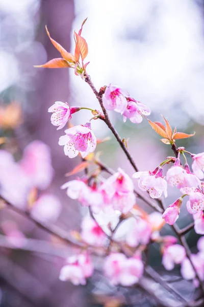 Stock image Wild Himalayan Cherry flowers at Khun Wang royal project, Thailand.