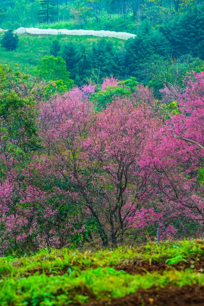 Wild Himalayan Cherry Khun Wang Royal Project Thailand — ストック写真