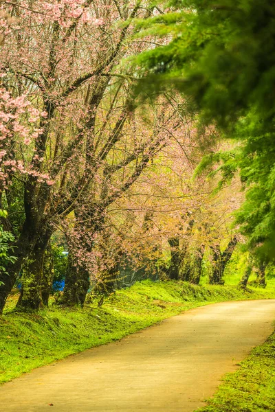 Wild Himalayan Cherry Flowers Small Road Khun Wang Royal Project — стокове фото