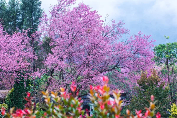 Wild Himalayan Cherry Nel Progetto Reale Khun Wang Thailandia — Foto Stock