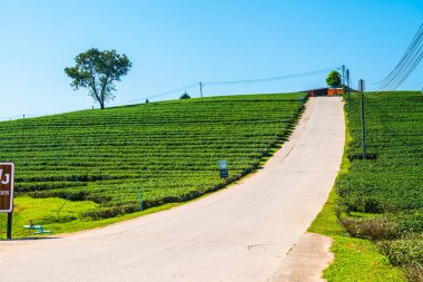 Çay plantasyon içinde Chiang rai Eyaleti, Tayland.