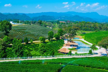 Çay plantasyon içinde Chiang rai Eyaleti, Tayland.