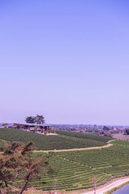 Çay plantasyon içinde Chiang rai Eyaleti, Tayland.