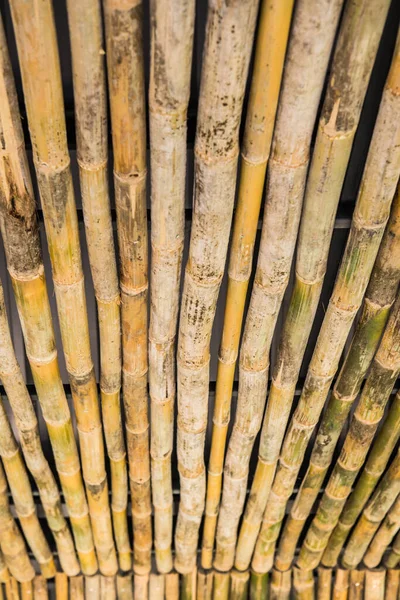 Bambu För Dekoration Thailand — Stockfoto