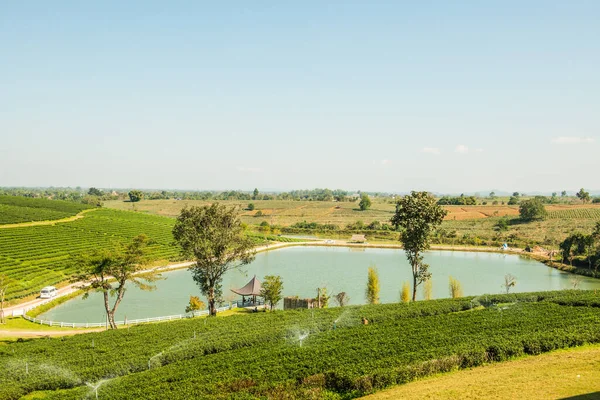 Plantação Chá Província Chiang Rai Tailândia — Fotografia de Stock