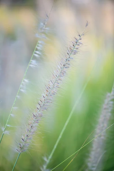 Grass Flower Natural Background Thailand — Φωτογραφία Αρχείου