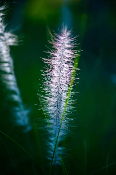 Grass Flower Natural Background Thailand — Fotografia de Stock