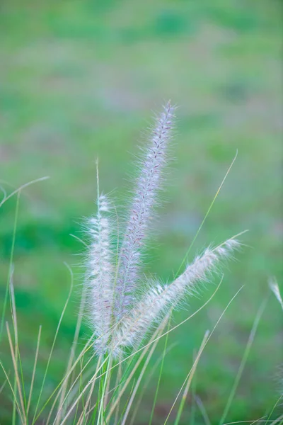 Grasbloem Met Natuurlijke Achtergrond Thailand — Stockfoto