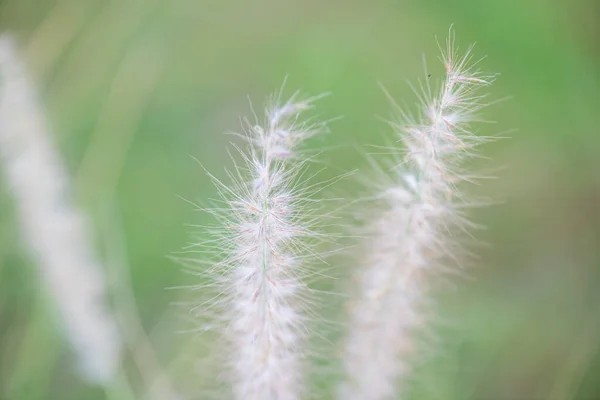 Травяной Цветок Естественным Фоном Таиланд — стоковое фото