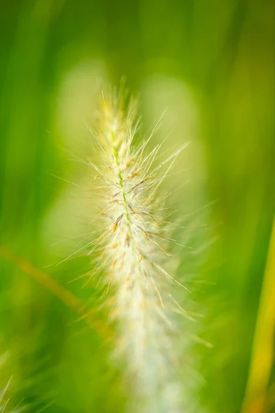 Grass Flower Natural Background Thailand — стокове фото