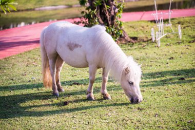 Tayland 'da yeşil çimlerin üzerinde cüce at.