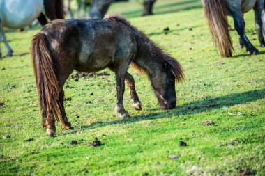 Tayland 'da yeşil çimlerin üzerinde cüce at.