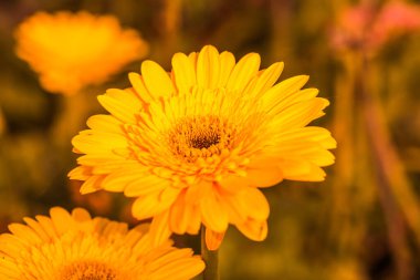 Tayland, Gerbera çiçeğine yakın..