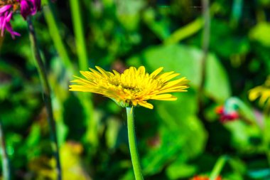 Tayland, Gerbera çiçeğine yakın..