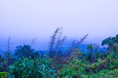 Dağda sisli ağaçlar, Tayland.