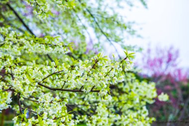 Kuhn Wang Kraliyet Projesi 'nde doğal geçmişi olan vahşi Himalaya kiraz çiçekleri, Tayland.