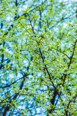 Khun Wang Kraliyet Projesi 'nde Himalaya kiraz çiçekleri, Tayland.