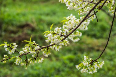 Khun Wang Kraliyet Projesi 'nde Himalaya kiraz çiçekleri, Tayland.