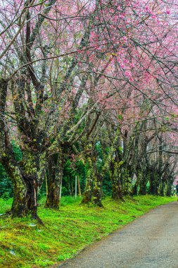 Wild Himalayan Cherry in Khun Wang royal project, Thailand.