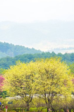 Wild Himalayan Cherry in Khun Wang royal project, Thailand.